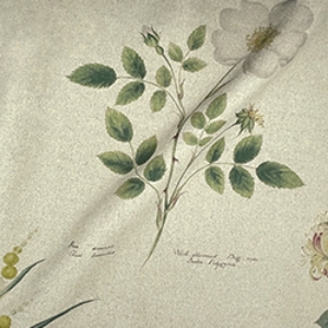 RHS Collection - Lydia Penrose Design: Flowers Linen