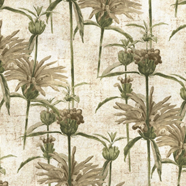 RHS Botanicals on Velvet - Henry Moon Lion's Tail: Alba
