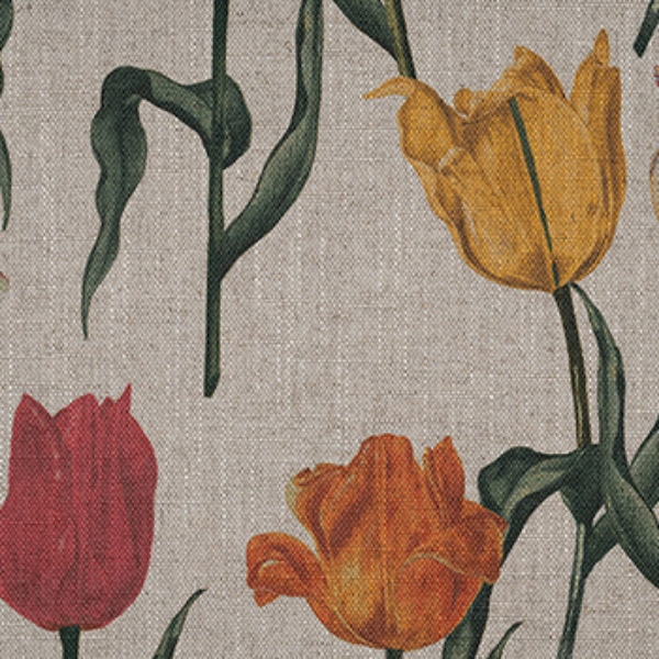 RHS Botanicals - Pieter van Kouwenhoorn Tulips: Natural