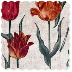 RHS Botanicals Pieter van Kouwenhoorn Tulips